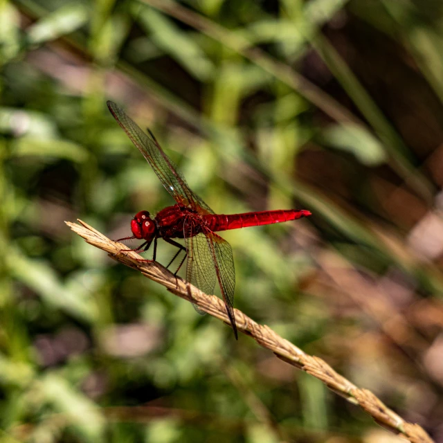 a red dragonfly sitting on a thin blade