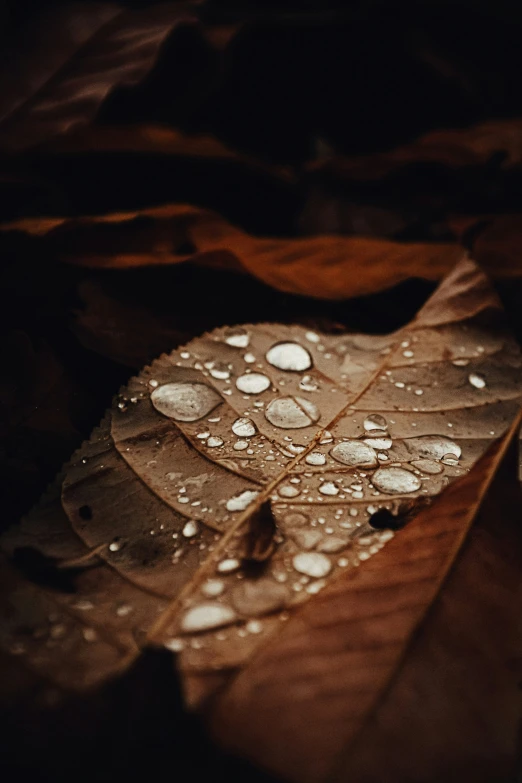 water droplets on the leaves of a leaf