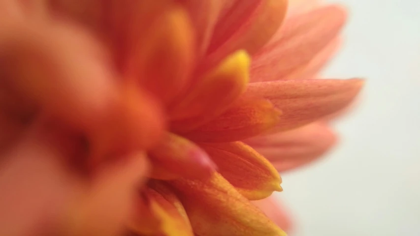 close up of a yellow and pink flower
