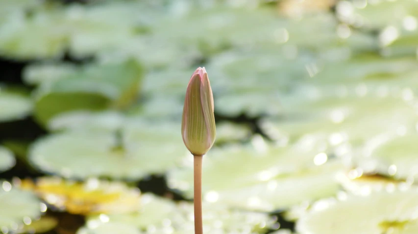 a flower and leaves in water near a pond