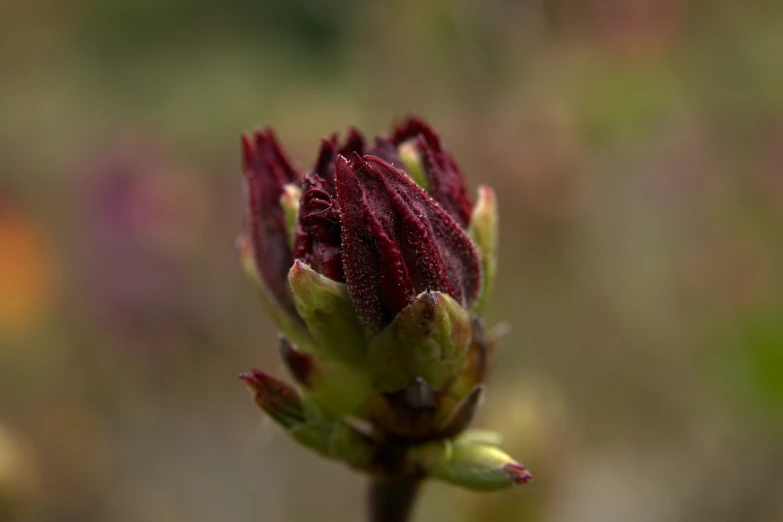 there is a small flower with several petals