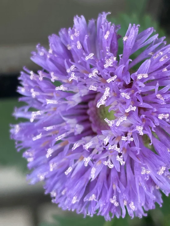 a purple flower with water droplets on it's petals