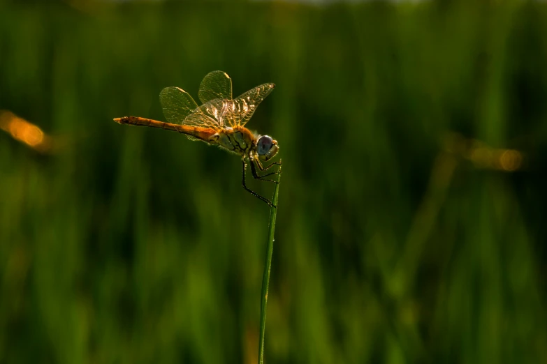 a close up of a dragonfly on a blade of grass