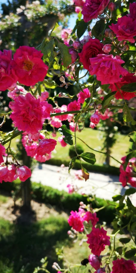 large pink flowers in the garden on sunny day