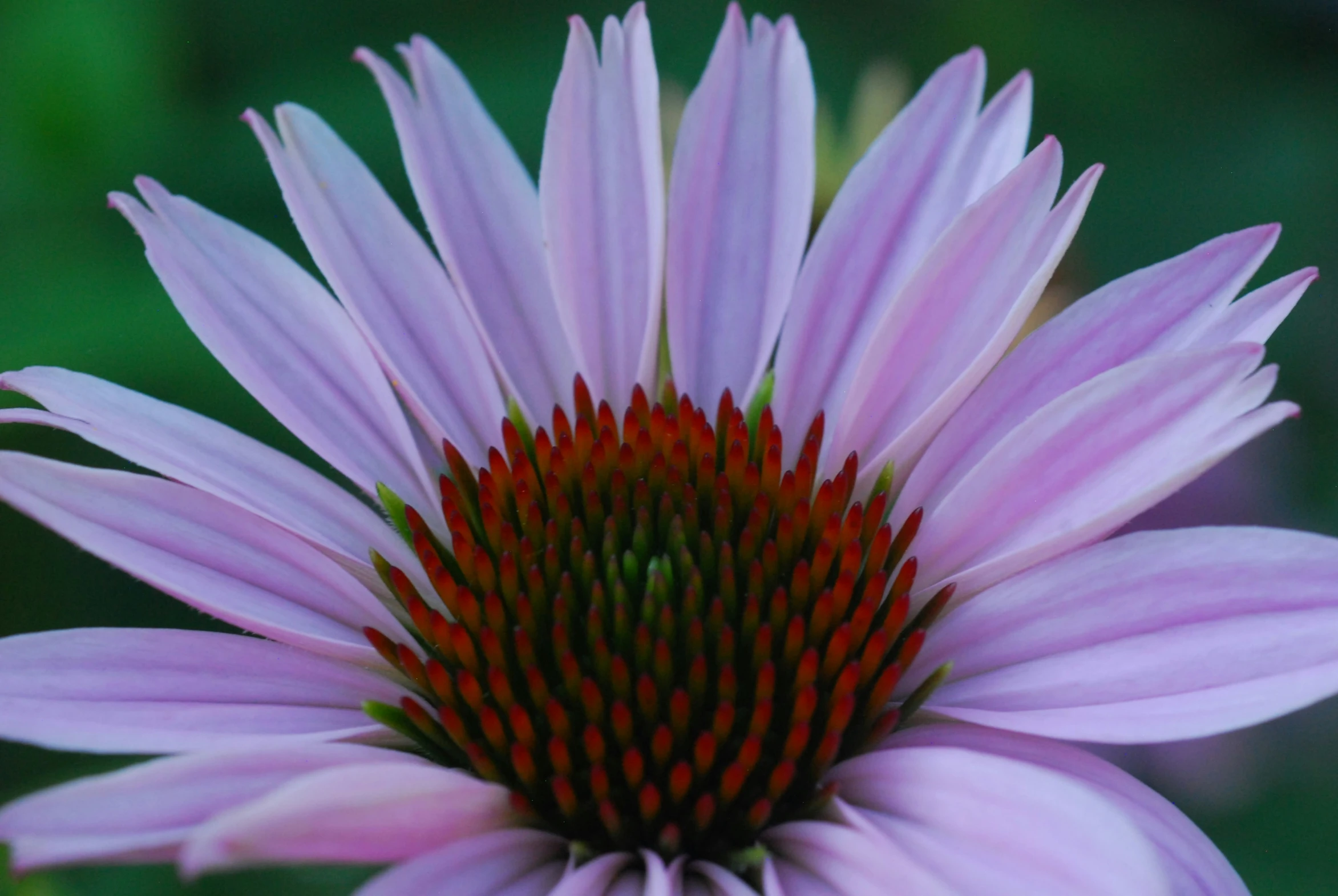 a flower that is blooming in some type of garden