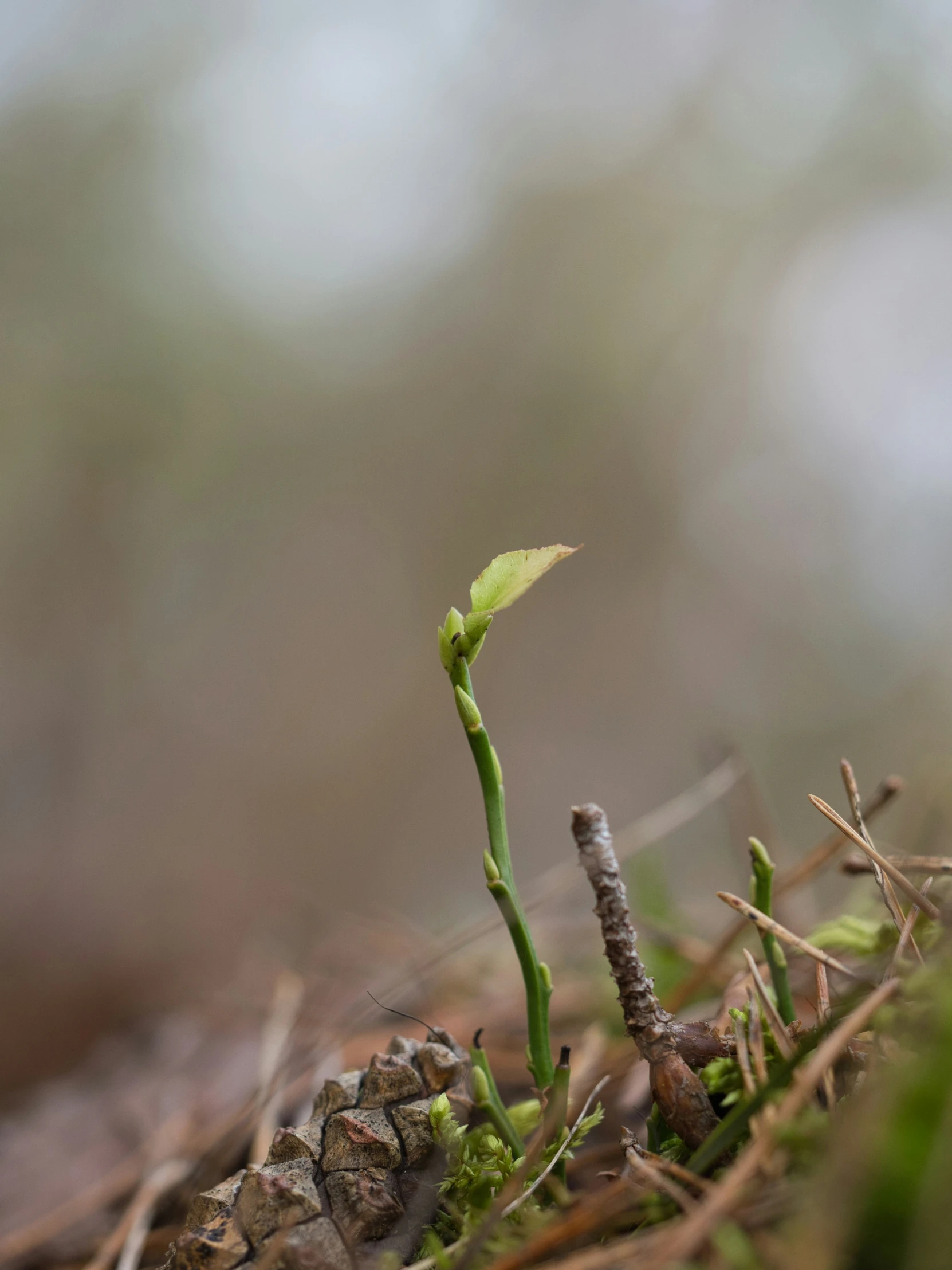 a little plant growing from dirt on a sunny day