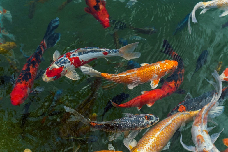 many orange and white fish in a pond