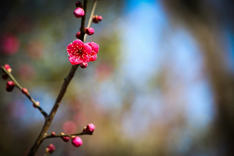 closeup of nch with small pink flowers