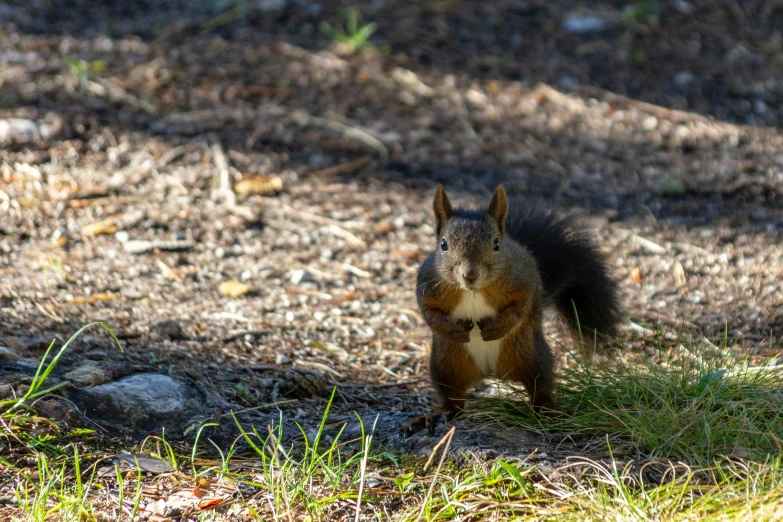 a squirrel that is standing on the ground