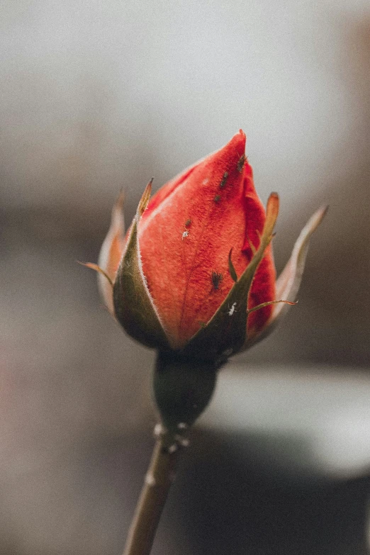 an open rose flower bud on a black stem