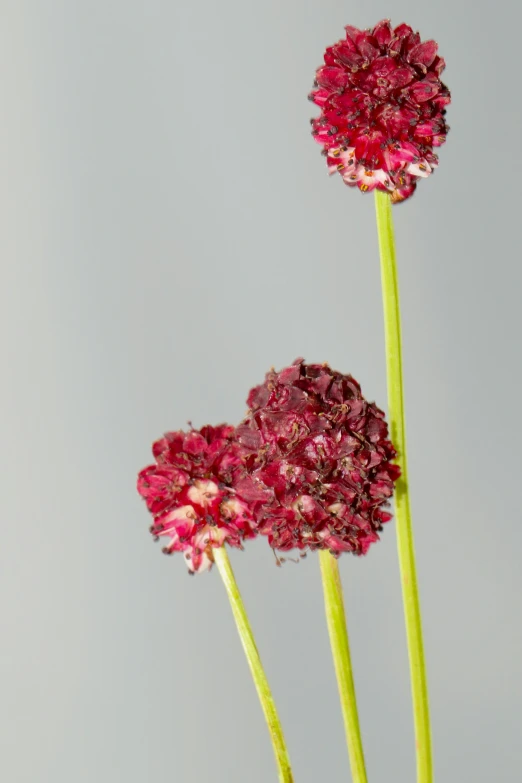 two red flowers sitting on top of each other