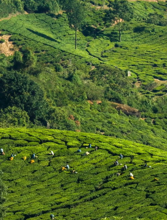 several people walking through a tea bush in the mountains