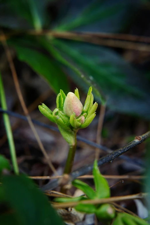 a small flower bud sprouts among green grass