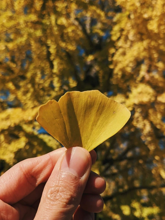 the hand is holding up a small yellow leaf