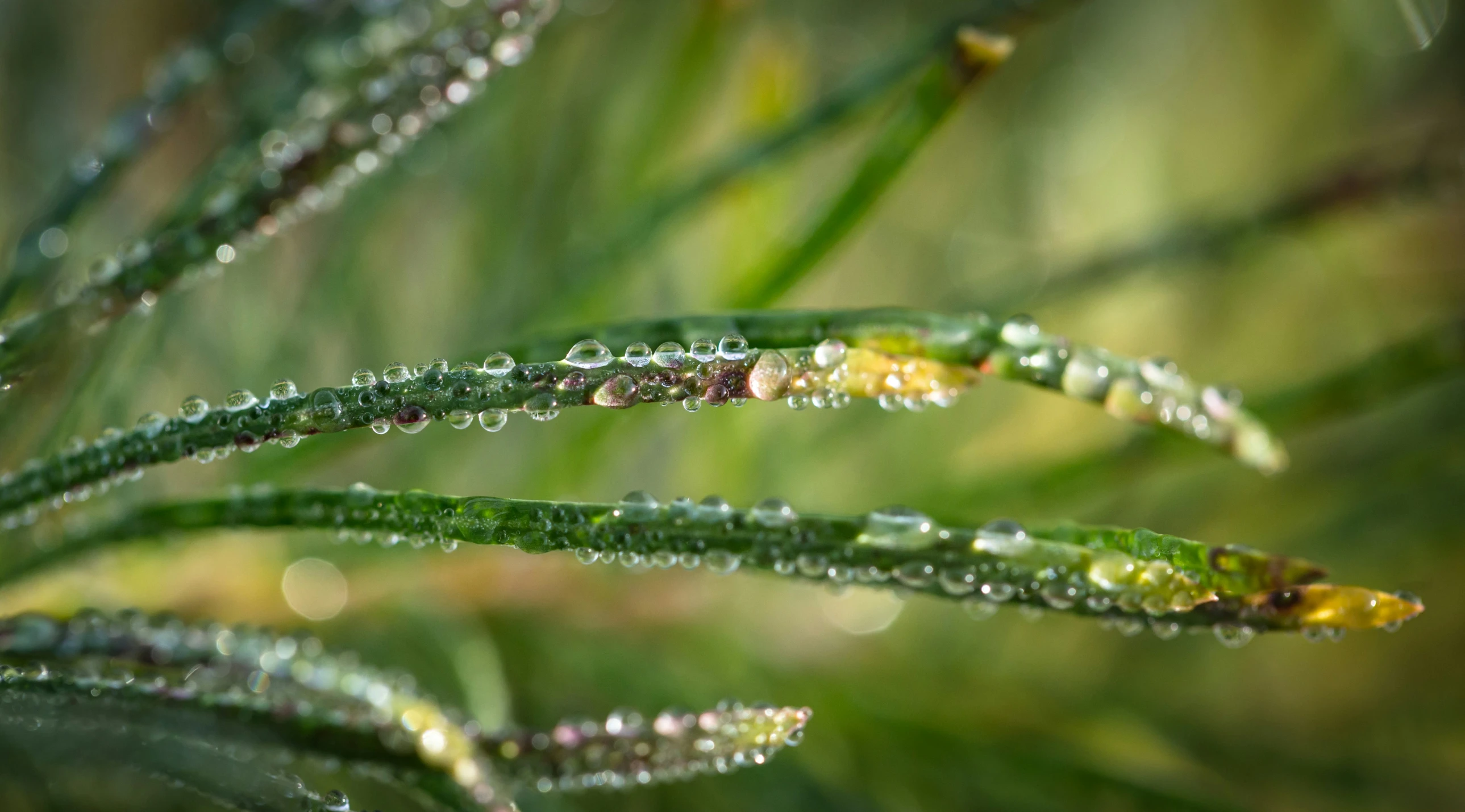 a bunch of water drops hanging from the back of a green plant