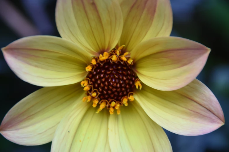 an extreme close up of a flower on a sunny day