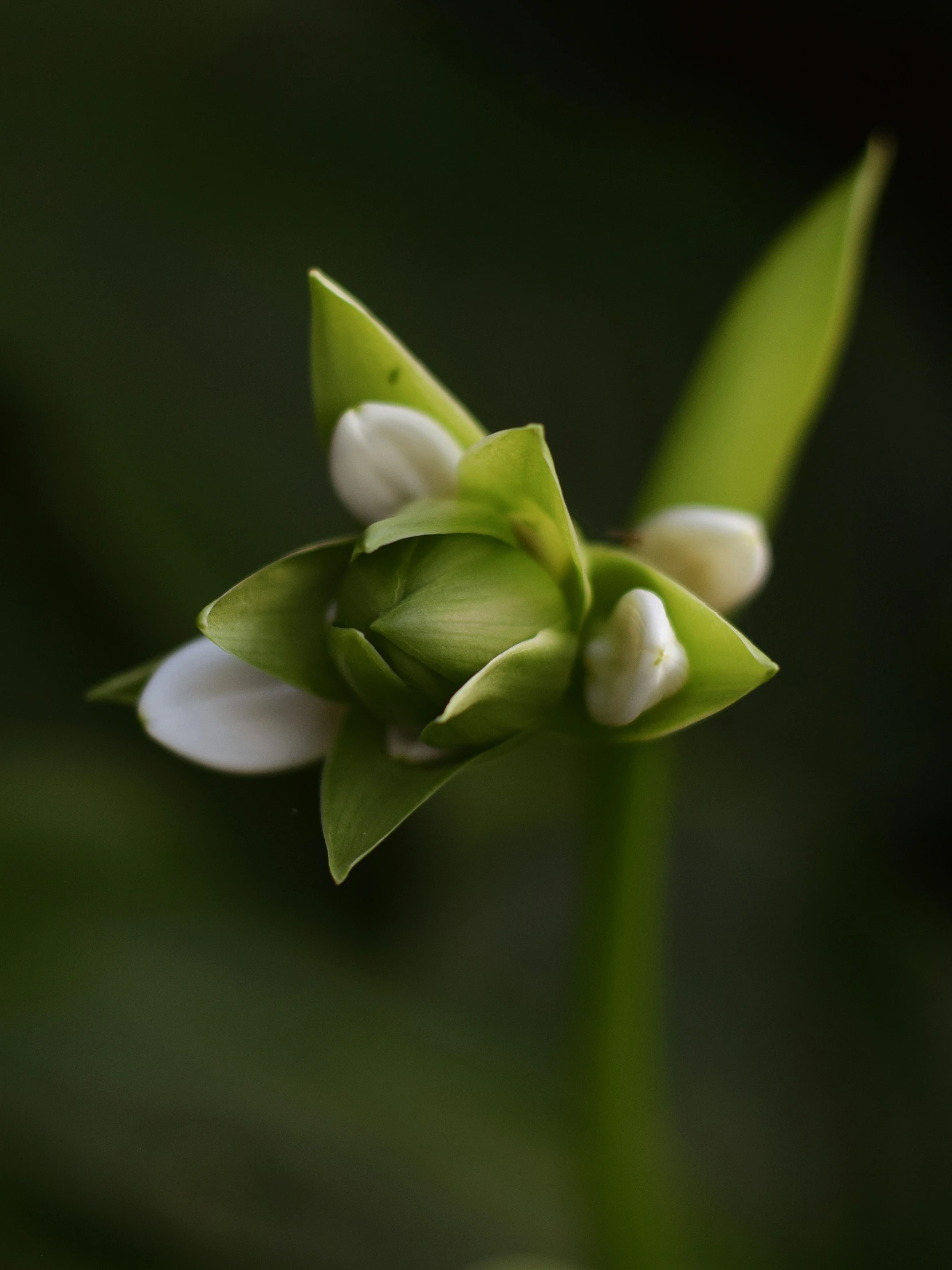 the green and white flowers are all blooming