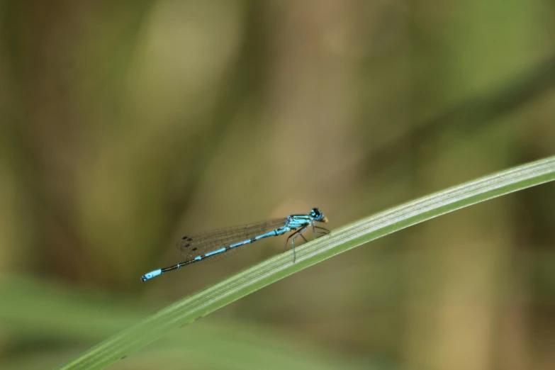 a blue and black bug sitting on a blade of grass