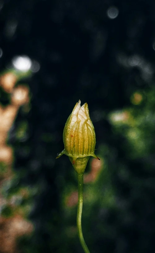 a small yellow flower sits in a tree