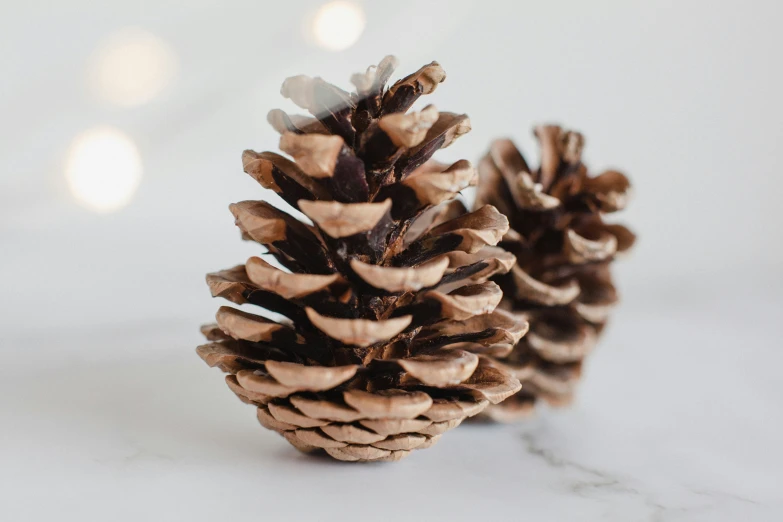 two pine cones sitting on top of each other