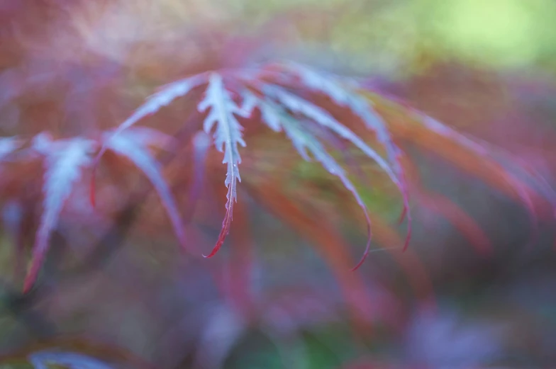 blurry pograph of a colorful plant leaves