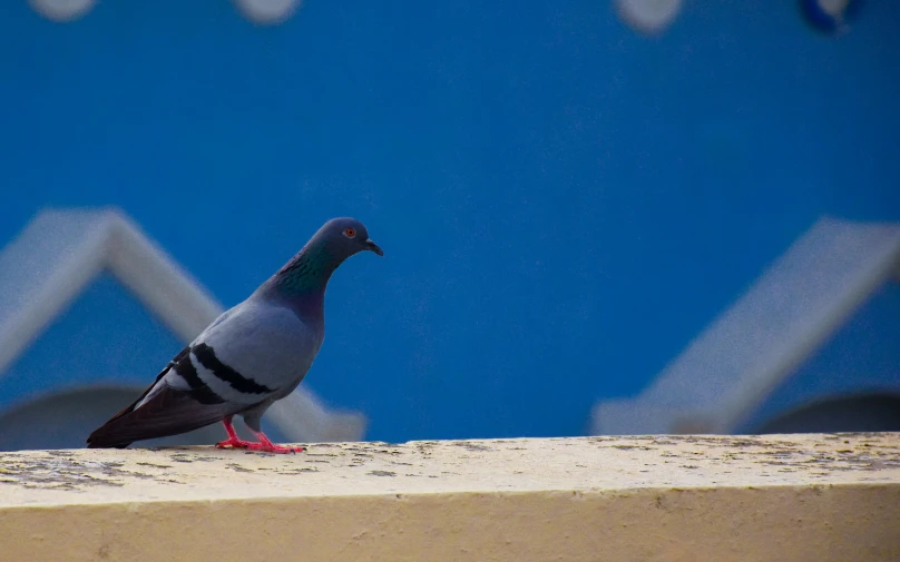 a bird perched on top of a brick wall