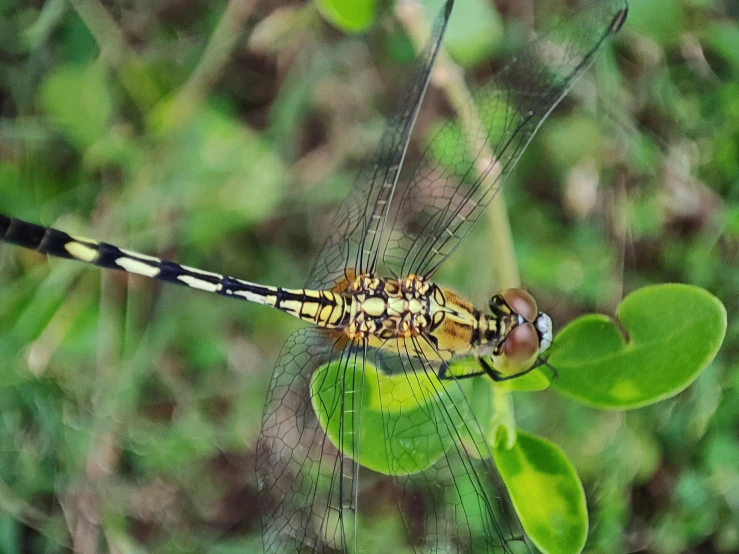 a large dragon fly is resting on a plant