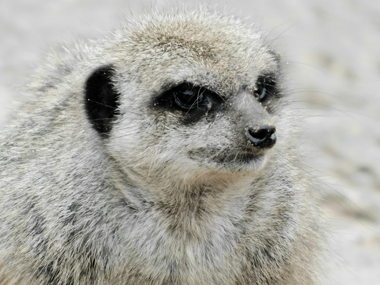 a small grey and black animal on a field