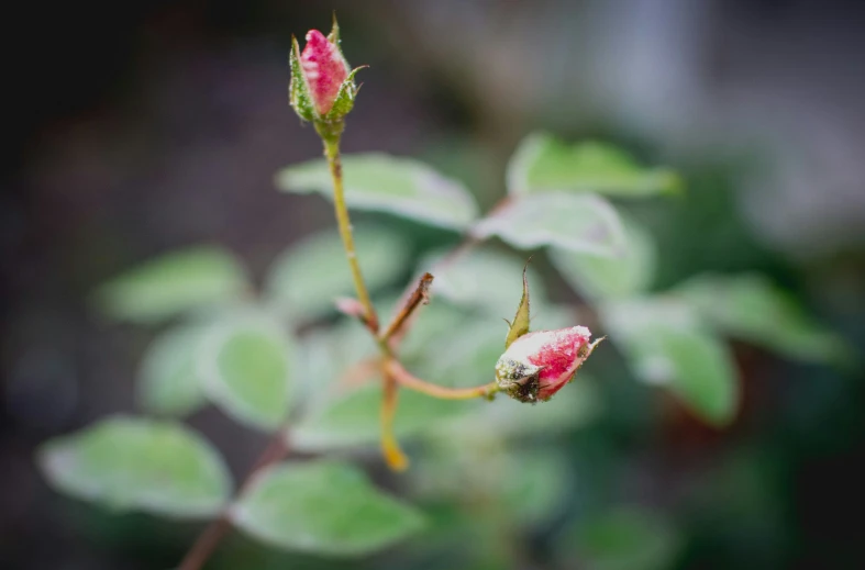 a pink flower that is growing out of a stem