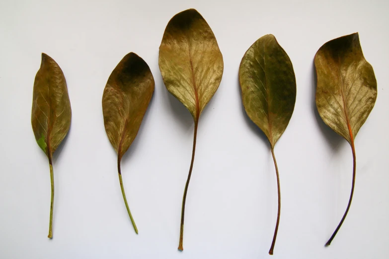 four leaves of various sizes, arranged against a white wall