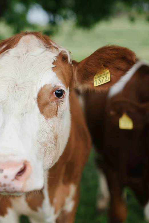 some very cute brown and white cows in the grass