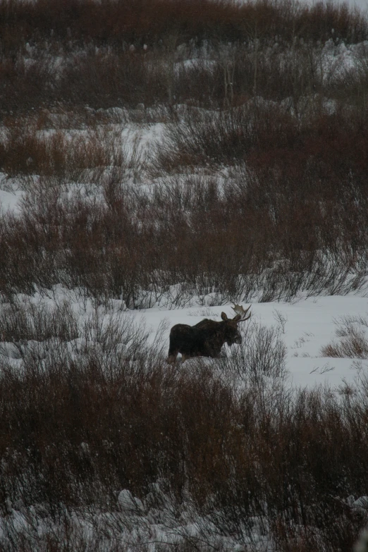 a cow walking through the snow on a snowy day