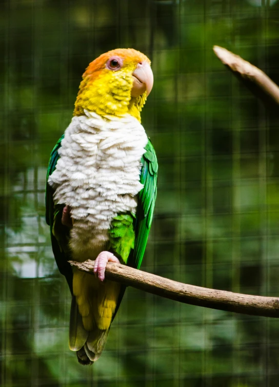 a parrot sitting on top of a tree nch