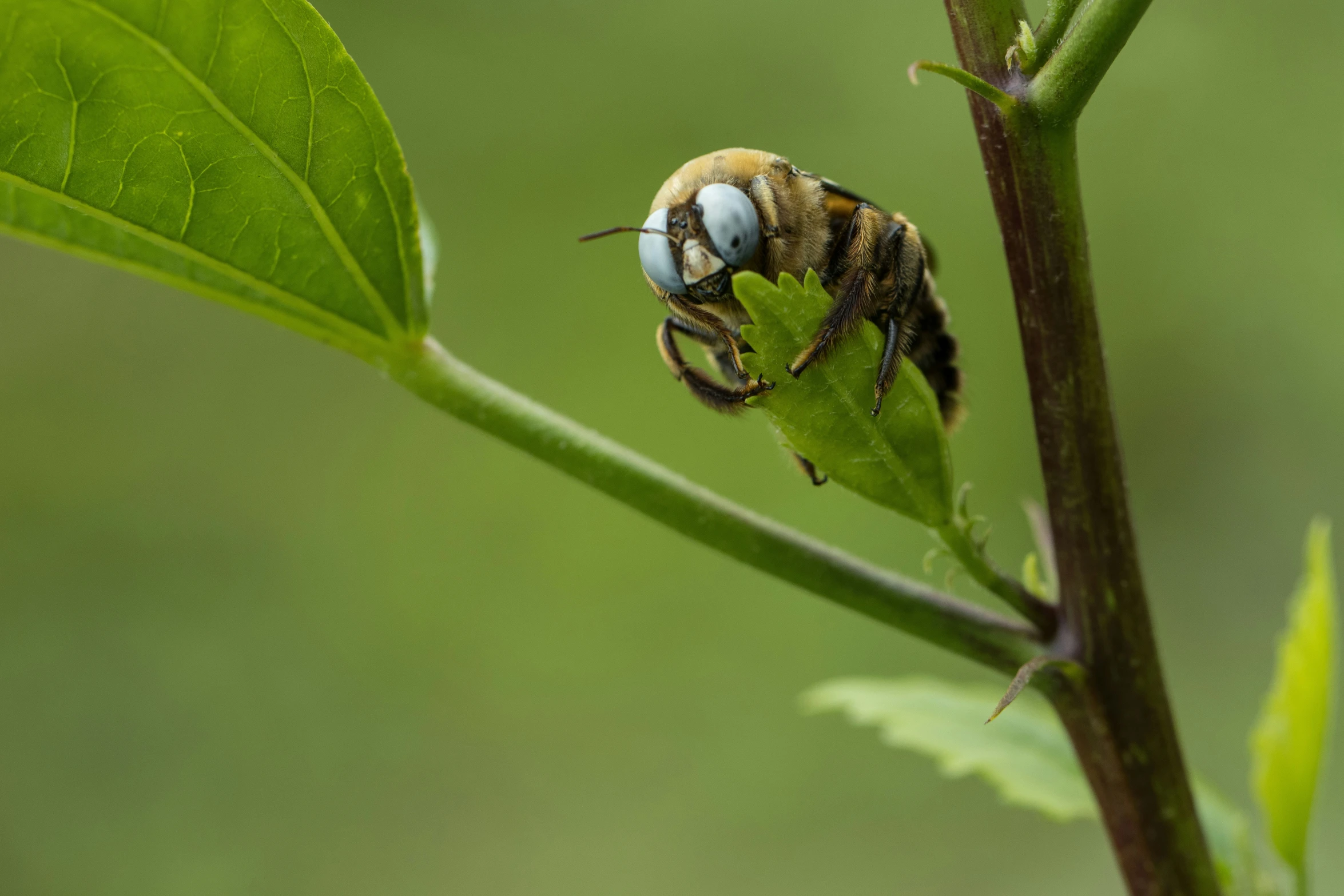the large, yellow bee is resting on a small green leaf