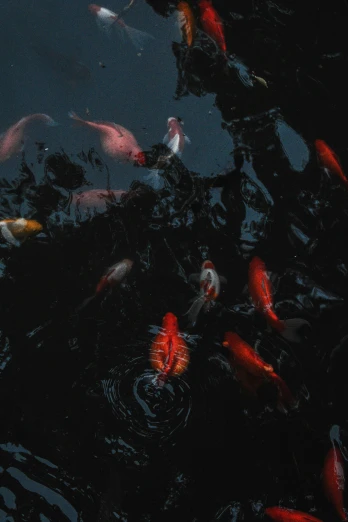 some red orange and white koi fish in the water