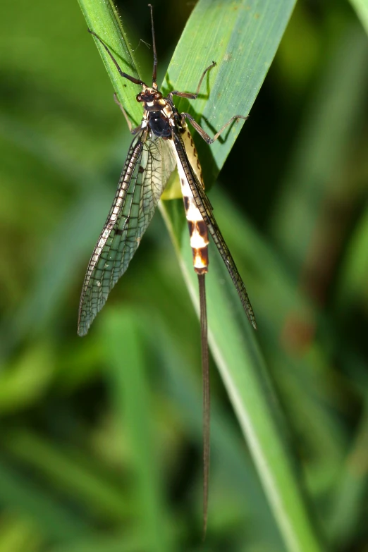 a pair of mosquitos perch on a plant