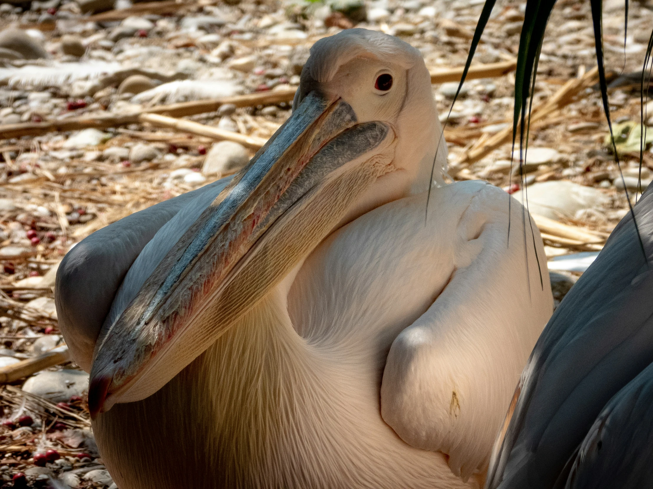 the pelican has been seated next to a fallen tree