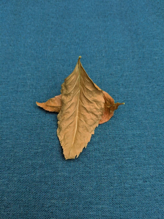 a single leaf laying on top of blue cloth