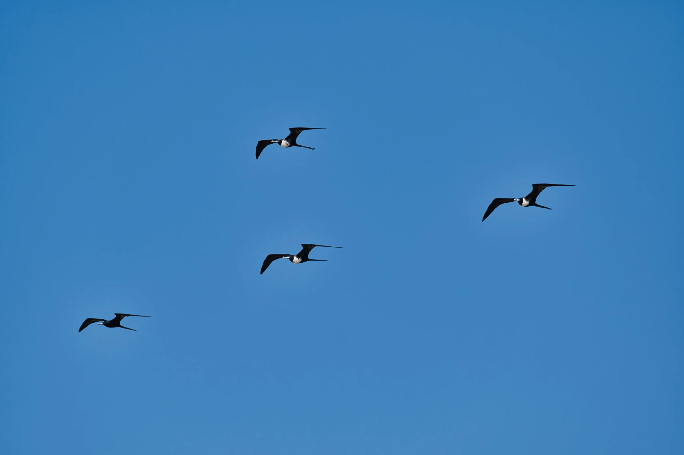 a flock of birds flying through the blue sky