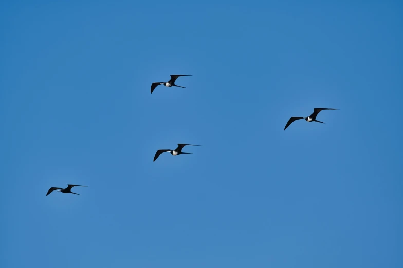 a flock of birds flying through the blue sky