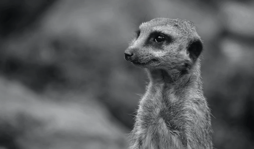 the grey meerkat is looking sideways at soing