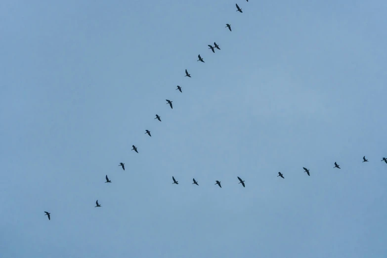 a group of birds is traveling in a long straight line