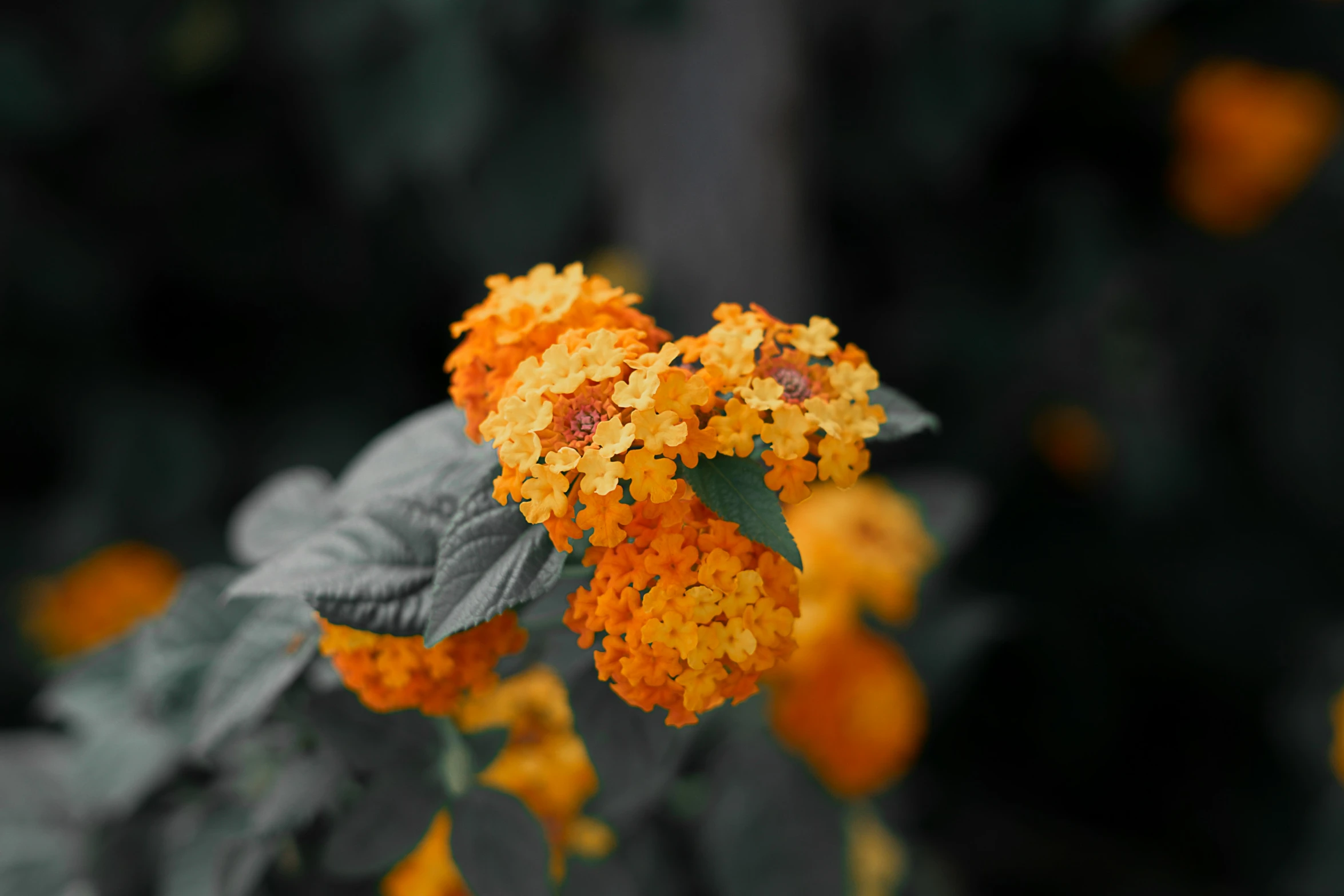 orange flower clusters are seen in this picture