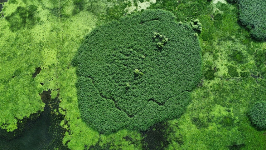 an aerial view of a forest surrounded by green leaves