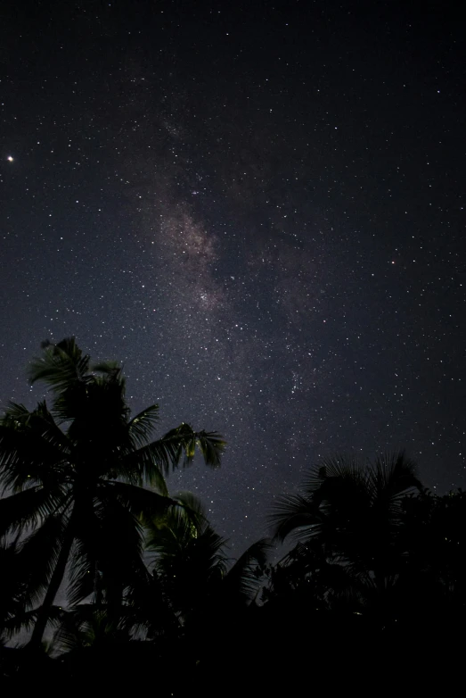 a palm tree in front of the night sky