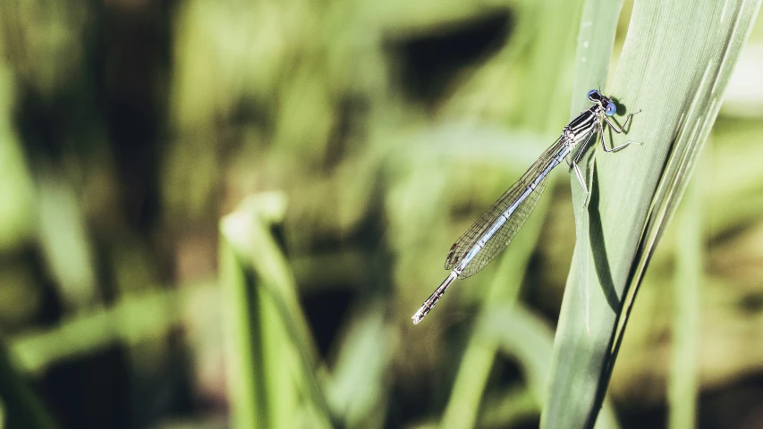 a small dragonfly sits on the tip of a blade of grass