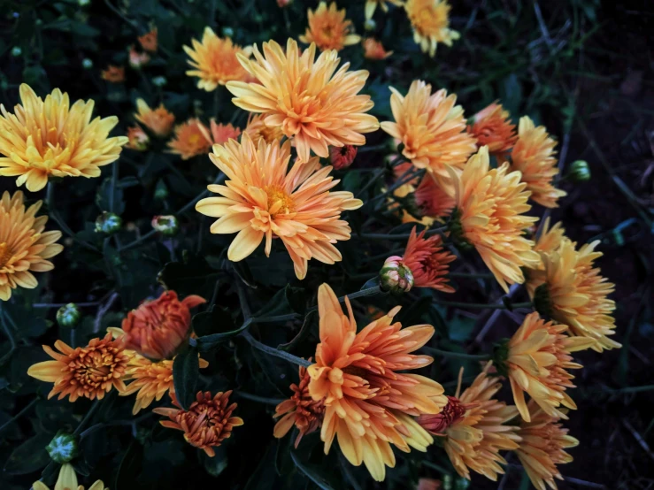 the beautiful yellow flowers are growing in the garden