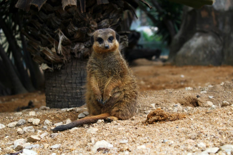 a small animal sits on a pile of sand