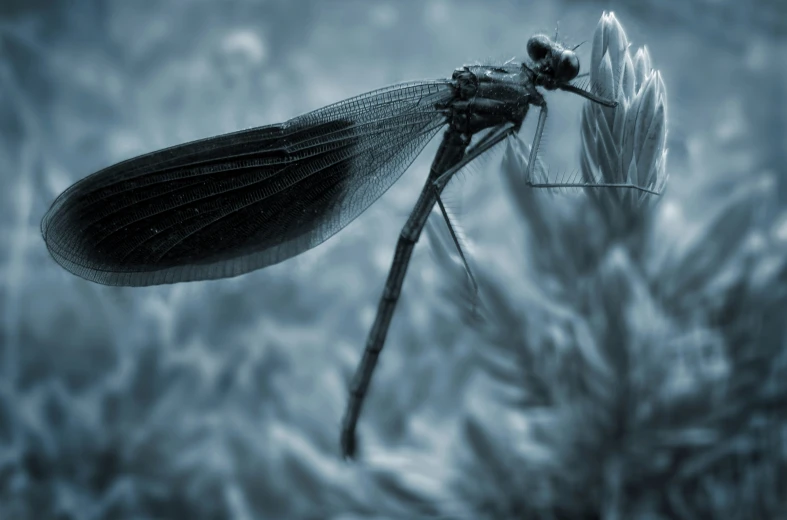 a dragon fly is perched on a plant in the air