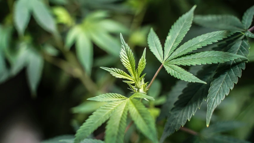 a green leafy plant in the foreground and a blurry background